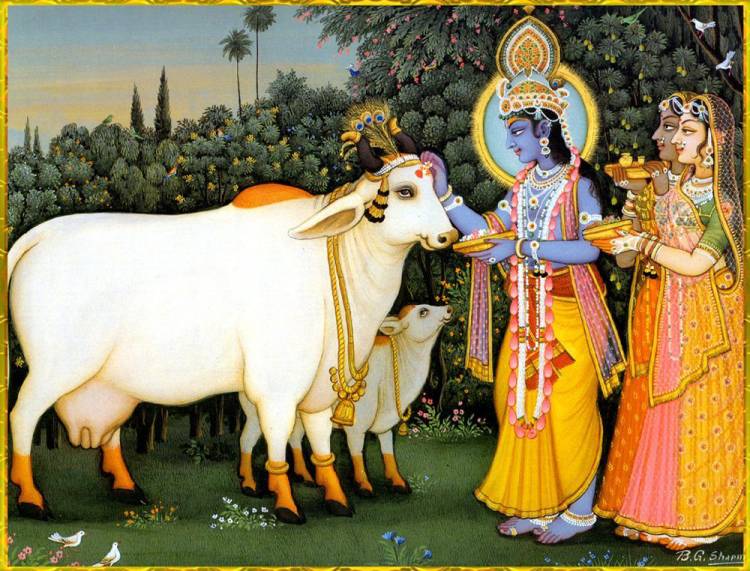 Ở Ấn Độ, bò và heo được coi là con vật linh thiêng không thể ăn